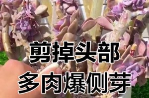 解决多肉植物头太大的方法