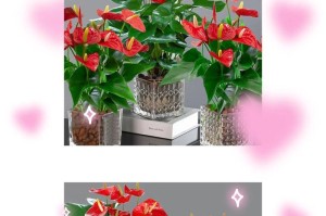 白掌红掌怎么养才会绿？（打造绿意盎然的白掌红掌花园）