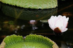 睡莲是被子植物吗？解析睡莲的植物分类