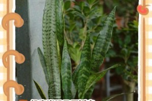 虎皮兰叶子发黄变硬的原因及处理方法（解析虎皮兰叶子发黄变硬的原因，教你如何有效处理）