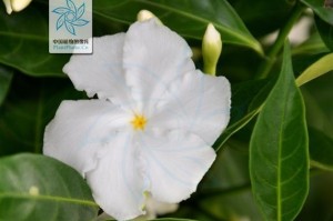 如何快速养活狗牙花？（打造健康狗牙花的关键秘诀）