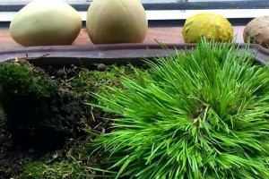 小草盆景种植指南（打造绿意盎然的室内小草景观）