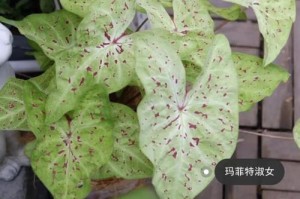 彩叶芋叶子的生长与发展（探索彩叶芋叶子的成长之路）