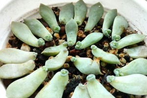 白牡丹多肉的徒长处理方法（如何有效处理白牡丹多肉的徒长问题）