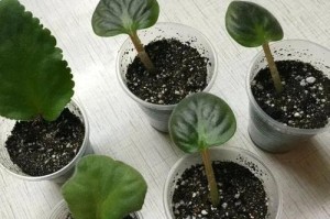 紫萝兰花的繁殖方法及技巧（了解紫萝兰的繁殖过程，打造自家花园的独特景观）