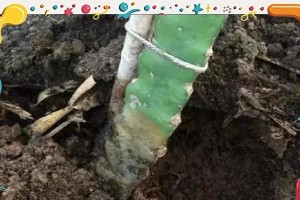 火龙果树冬季室内生长的管理方法（让火龙果树在冬天保持健康生长的秘诀）