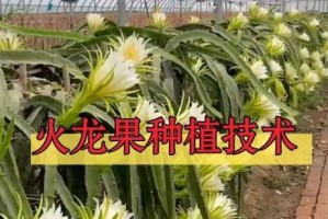 火龙果有籽种植指南（轻松学会如何种植火龙果，让你的花园充满色彩与美味）