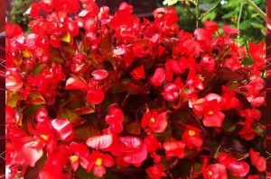 四季海棠花朵的干燥处理方法（保留花朵美丽的关键——四季海棠花朵干的正确处理方法）
