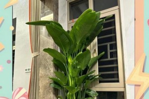 天堂鸟养殖技巧大揭秘（了解天堂鸟怕冻吗，如何放在室外过冬？）