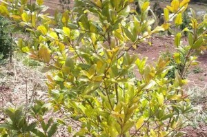 露草花黄叶的原因和处理方法（解析露草花黄叶的成因以及如何有效应对）