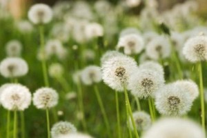 蒲公英开花季节（探秘蒲公英的开花时间及特点）