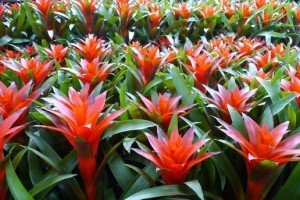 如何正确养护菠萝花