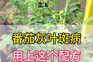 以村叶长斑枯（探究以村叶长斑枯的原因与对策）