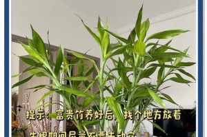 金边富贵竹的养殖技巧与注意事项（从选种到维护，打造花园新亮点）