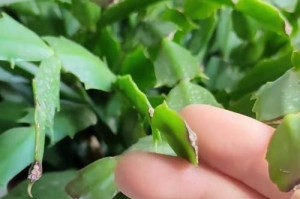 如何维护蟹爪兰的开花期（提高蟹爪兰开花率的关键技巧）