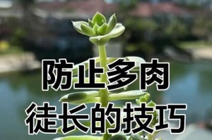 多肉怎样徒长（创造美丽的多肉世界）