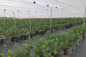 如何种植蓝莓？一步步教你（选择适合的时间和地点）