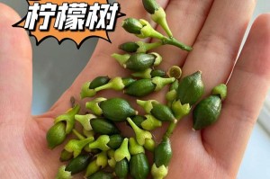柠檬病虫害防治技术与方法措施（从预防开始，掌握这15个技巧助您保护柠檬）