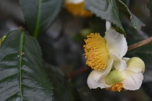 茶叶树开花是好事还是坏事？（探究茶叶树开花对茶叶产量和品质的影响）