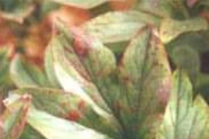 冬天为什么芍药叶子会变黑？（探究芍药叶子在寒冷季节发生变色的原因和影响）