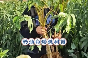 冬季移栽桃树的方法和注意事项