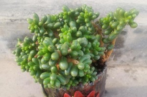 多肉植物根干了该怎么办？（多肉植物根干的原因及处理方法，）