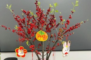 探究冬青种子发芽时间（了解冬青种子发芽的关键因素和方法）