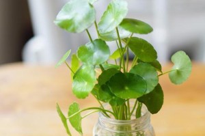 养铜钱草的土和水（了解土壤要求和浇水技巧，打造健康的铜钱草）
