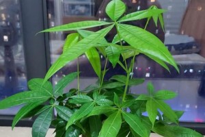 新房入住送发财树，如何科学养护？（学会正确养护发财树，为新房带来好运）
