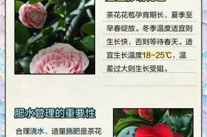 冬季茶花护理技巧（有效的茶花抢救措施及关键要点）