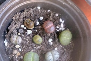 生花石的养护指南（掌握养护技巧，让你的生花石焕发出美丽花朵）