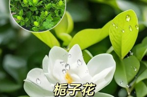 栀子花的养殖之道（山里挖的栀子花怎么养，分享15个养殖技巧）