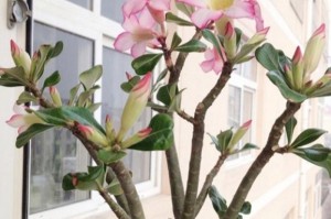 沙漠玫瑰的地栽与养护（打造干旱地区美丽园林的首选方案）