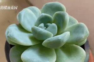 淋雨后多肉变胖了怎么办？（探讨多肉在雨水浸润下增长的原因及应对方法）