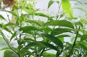 驱虫利器——植物防虫（自然、环保、无毒，这些植物是你家的健康守护者）