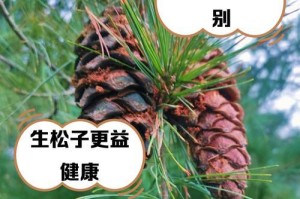 松子的成熟季节和采摘时间（了解松子的生长周期和收获技巧，享受自然的美味）