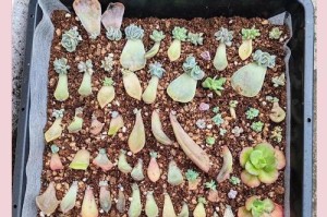 冬天如何养护以叶插苗？（室内植物保养的技巧和注意事项）