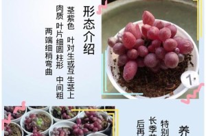 如何成功移植紫牡丹多肉爆小崽（移植过程、关键注意事项及最佳时间选择）