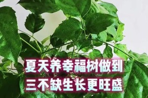如何在家里有暖气的情况下养好幸福树？（掌握关键技巧，让幸福树在温暖的环境中茁壮成长）
