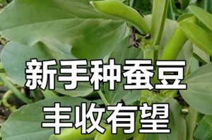 蚕豆种植全攻略（时间、方法、注意事项，轻松种出丰收）