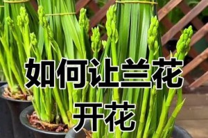 探究兰花怎样发花芽（兰花花芽的形成过程及关键因素分析）