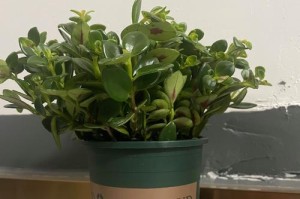 金鱼花的开花特性（解密金鱼花的开花规律与技巧）