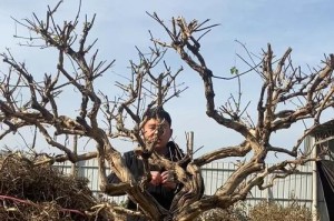 如何正确养护金银花盆景在冬季（冬天如何给金银花盆景提供适宜的生长环境）