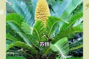 铁树的繁殖之谜（探寻铁树的繁殖模式与关键因素）
