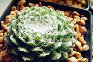 以蛛丝卷绢为主题的繁殖技巧探索（掌握蛛丝卷绢繁殖的关键方法，轻松培育高质量绢蚕）
