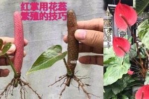 《如何养出爆满盆的红掌》（秘诀揭晓｜）