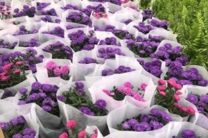 翠菊——室内理想盆栽（适合室内的绿色植物）