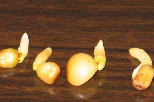 探讨君子兰的芽生长方法（培育君子兰新芽的关键技巧及步骤）