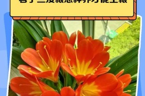 如何养护君子兰，让其保持小巧玲珑（小巧玲珑君子兰的养护秘籍，让您的花园更加美丽）
