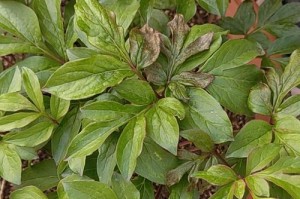 芍药叶子圈的处理方法及注意事项（美化芍药叶子圈，打造花园亮点）